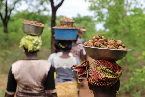 AfDB and GSA support female collectors in Togo and Burkina with US$1.4 million